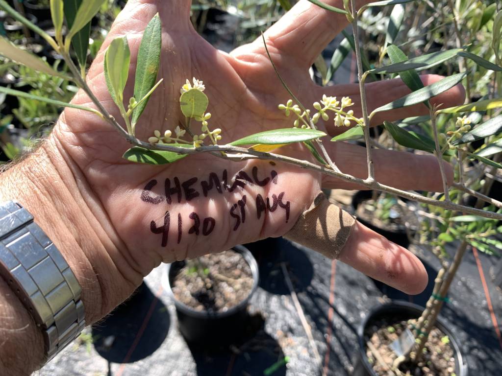 Developing Sustainable Olive Production In Florida