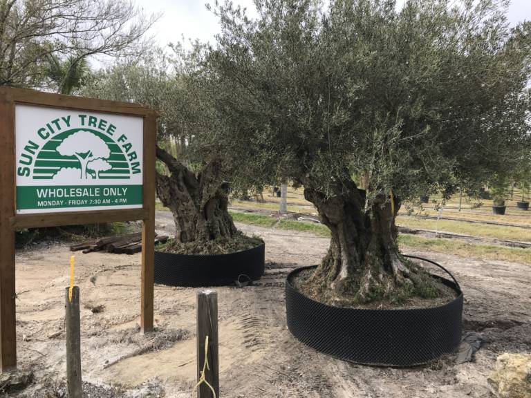 Sustainable Olive Production In Florida