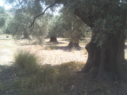 Old-Grove-Crete.gif