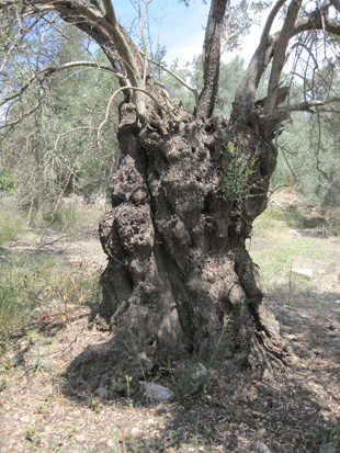 Old_Pruned_oliveCrete.gif