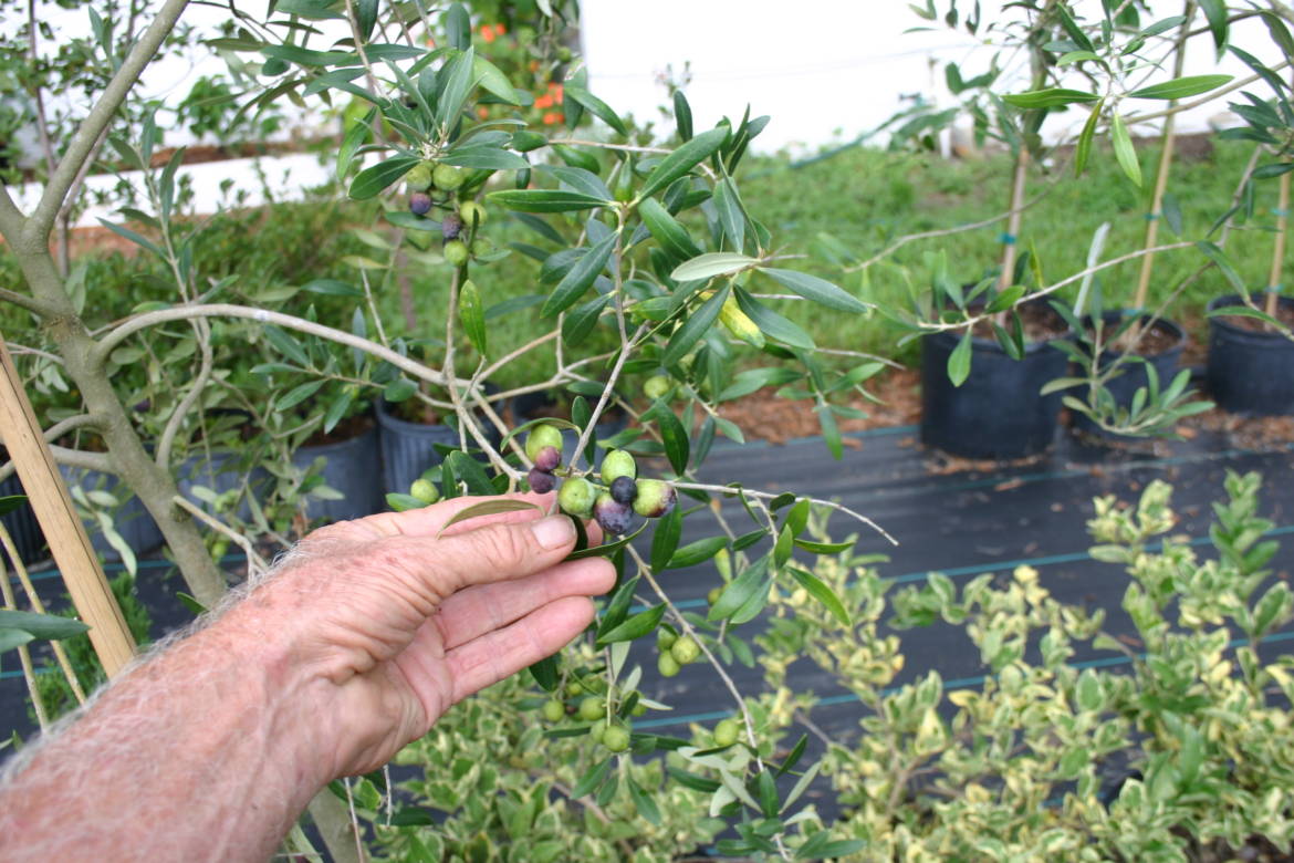 Olive-tree-in-front-display-close-up-showing-olives-ripening-7-31-14-IMG_0116.jpg