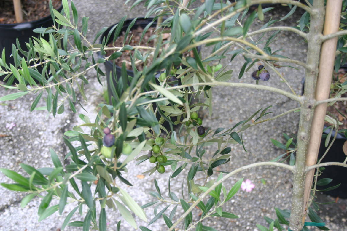 Olive-tree-in-nursery-close-up-showing-half-a-dozen-ripe-fruit-7-31-14-IMG_0107.jpg