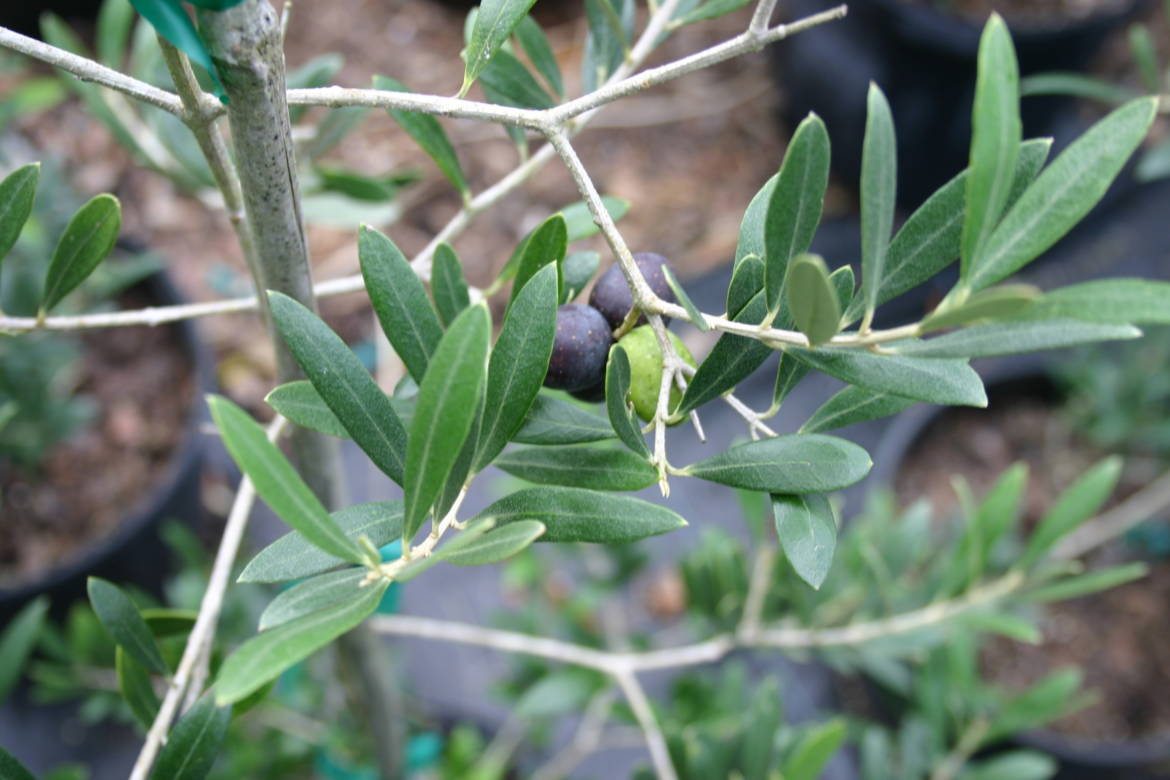 Olive-tree-in-nursery-with-cluster-of-four-fruit-with-three-ripe-fruit-7-31-14-photo-B-IMG_0104.jpg