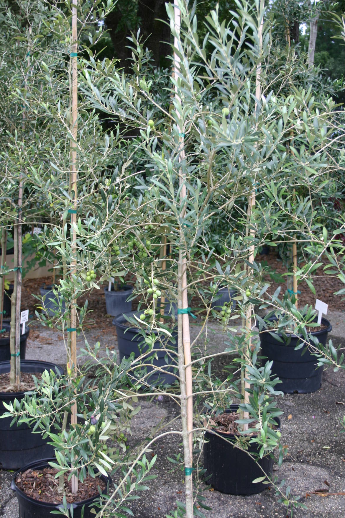 Olive-trees-in-nursery-overall-shot-showing-fruit-7-31-14-photo-C-IMG_0111.jpg