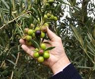 Olives_harvest_color.jpg