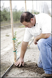 Shaw_Plnts_sm_olive_tree.jpg