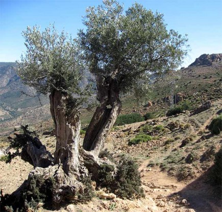 Soil-Erosion-in-Andalusia2-435x417.jpg