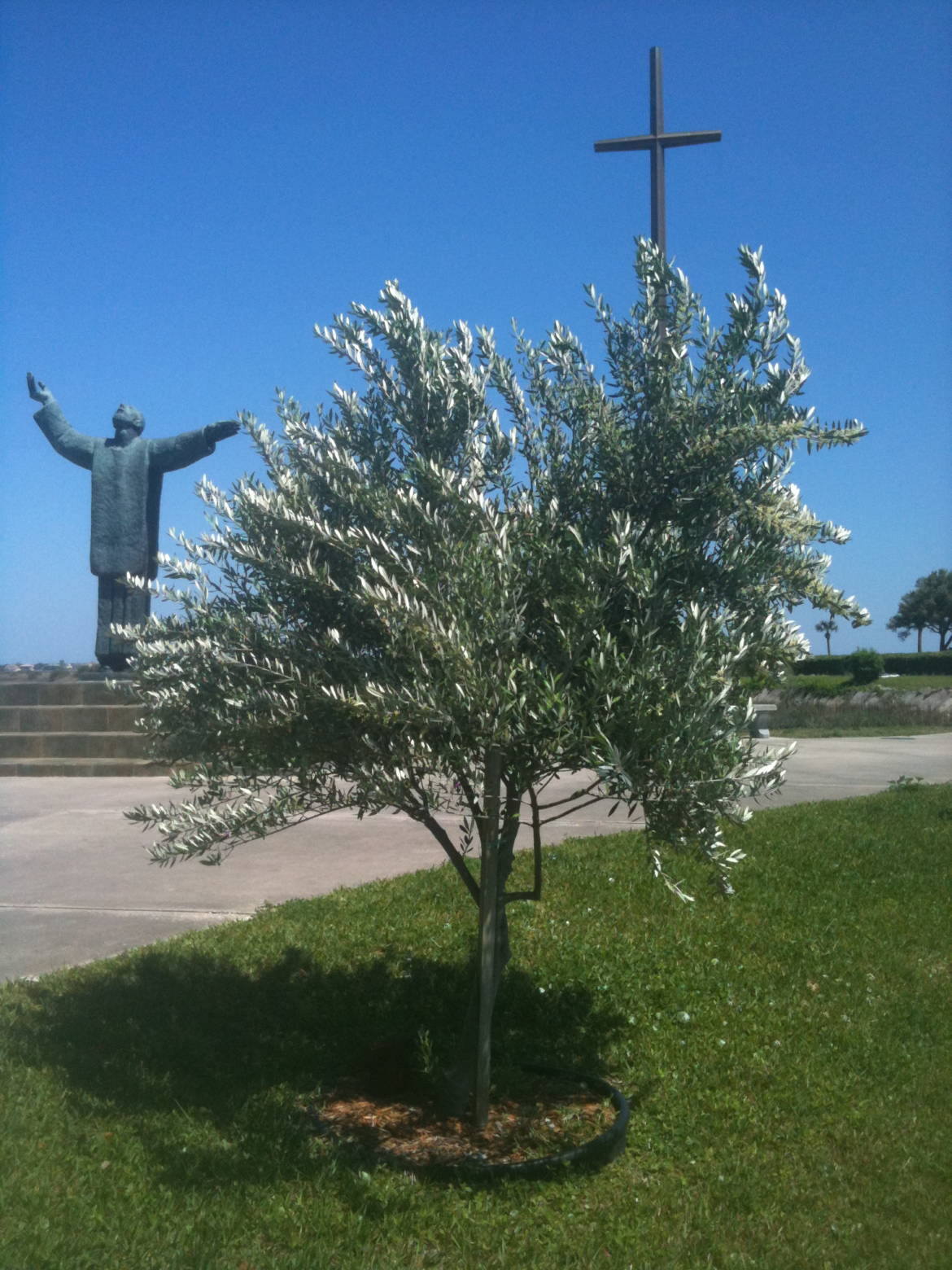 StaugFL_olivetree_cross_statue.jpg