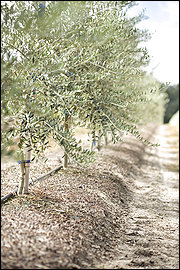 olivetree_ShawGA.jpg