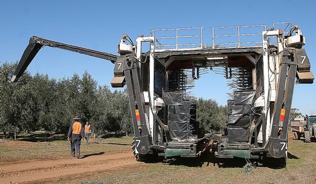 timbercop-olives-harvesting.jpg