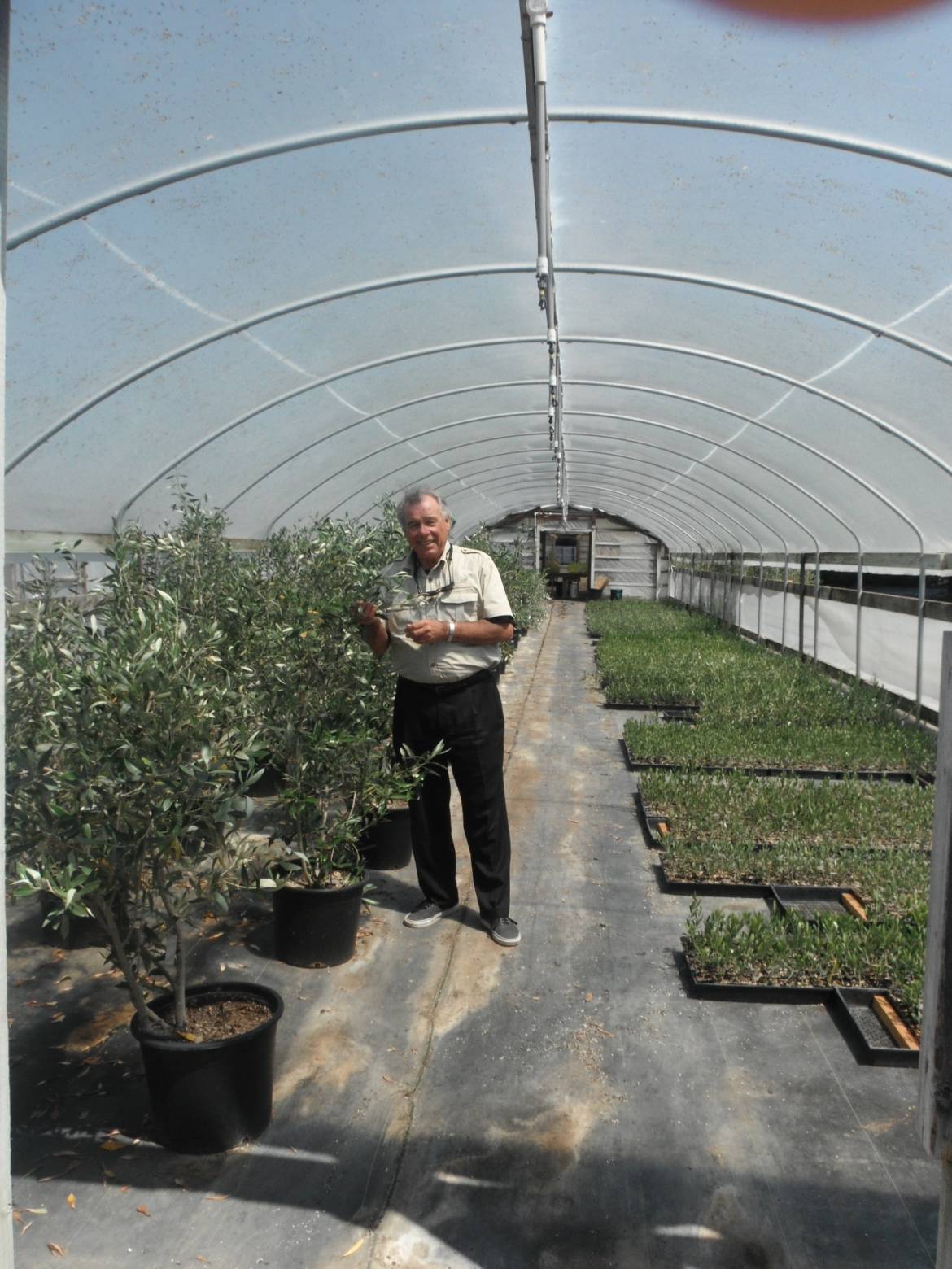 MOG at Santa Cruz Olive Nursery Sustainable Olive Production in