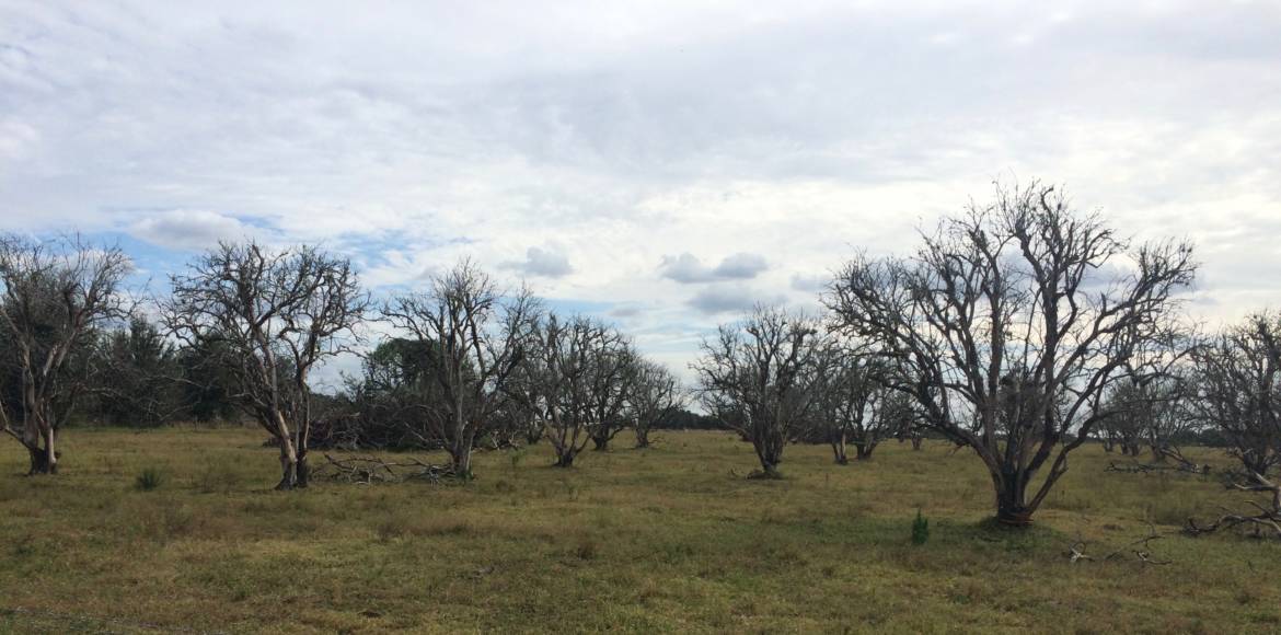 Dead-Orange-Grove-WA.jpg