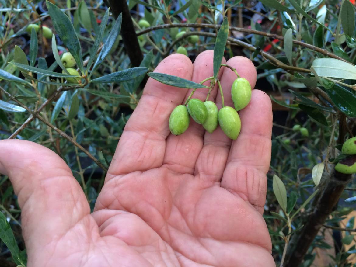 Koroneiki-young-olives.jpg