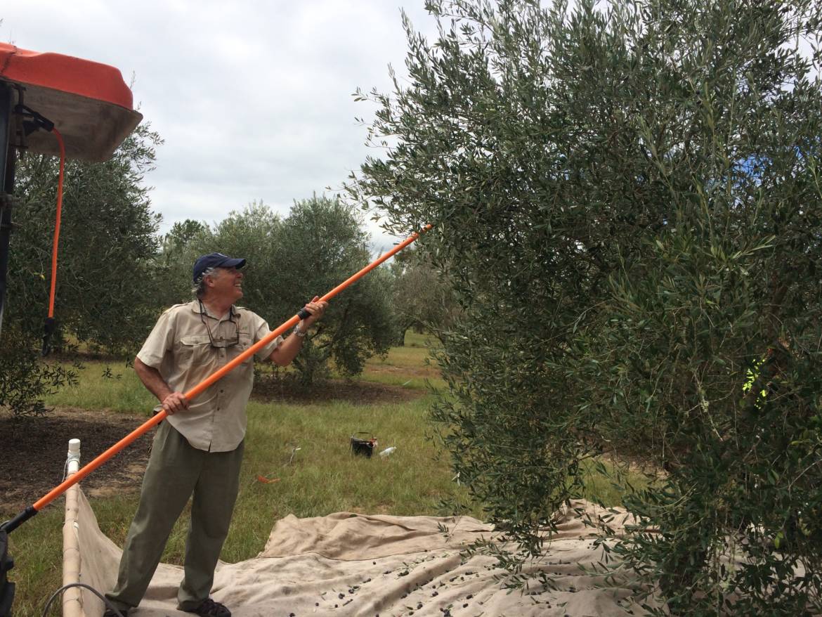 MOG-Harvesting-Olives.jpg