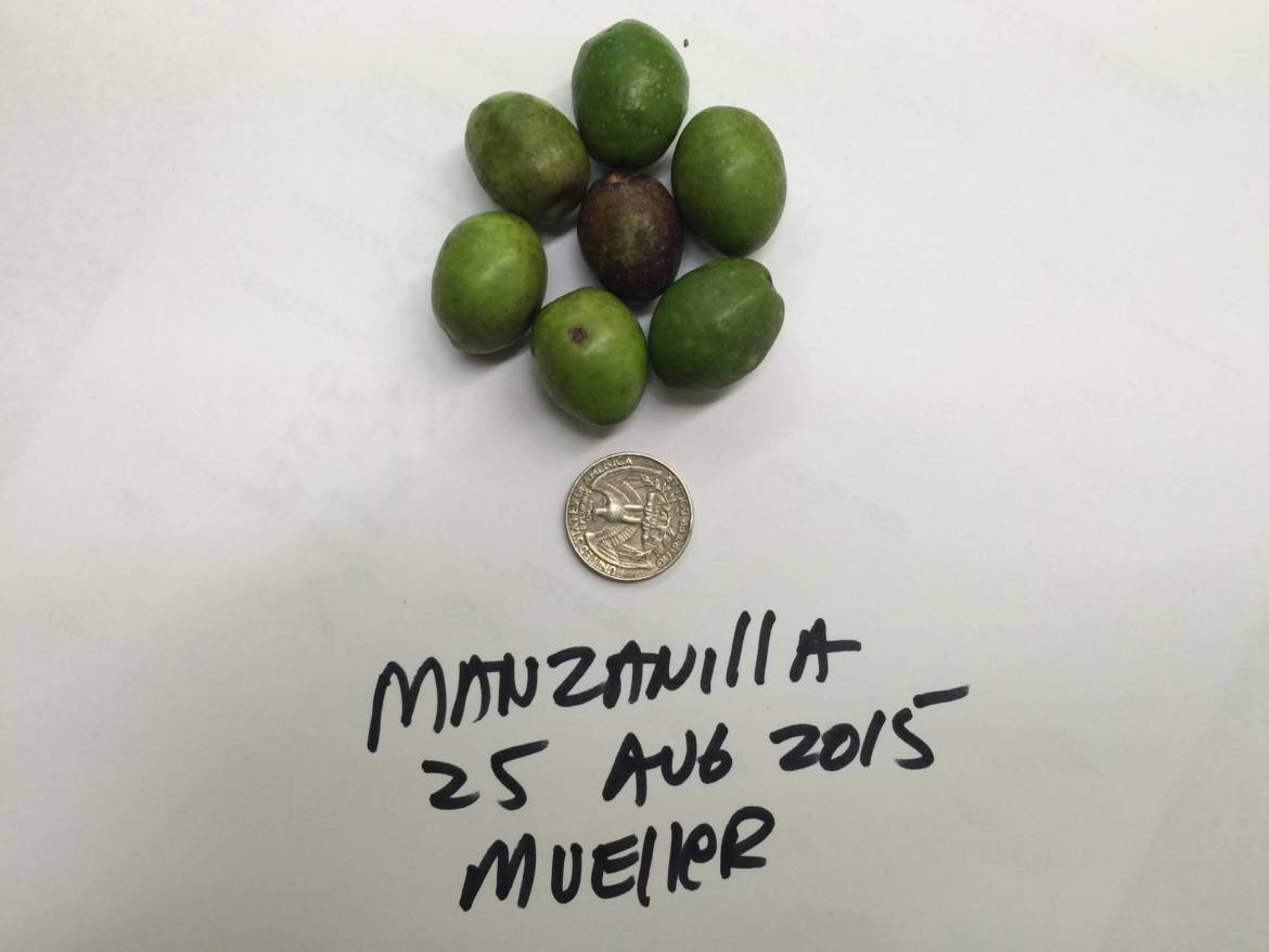 Manzanilla-2015-e1533560324246.jpg