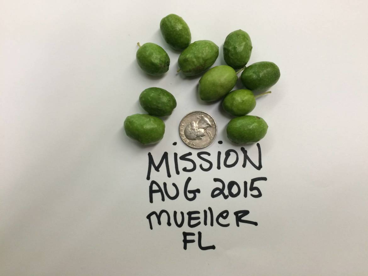 Mission_Mueller-e1533560233146.jpg