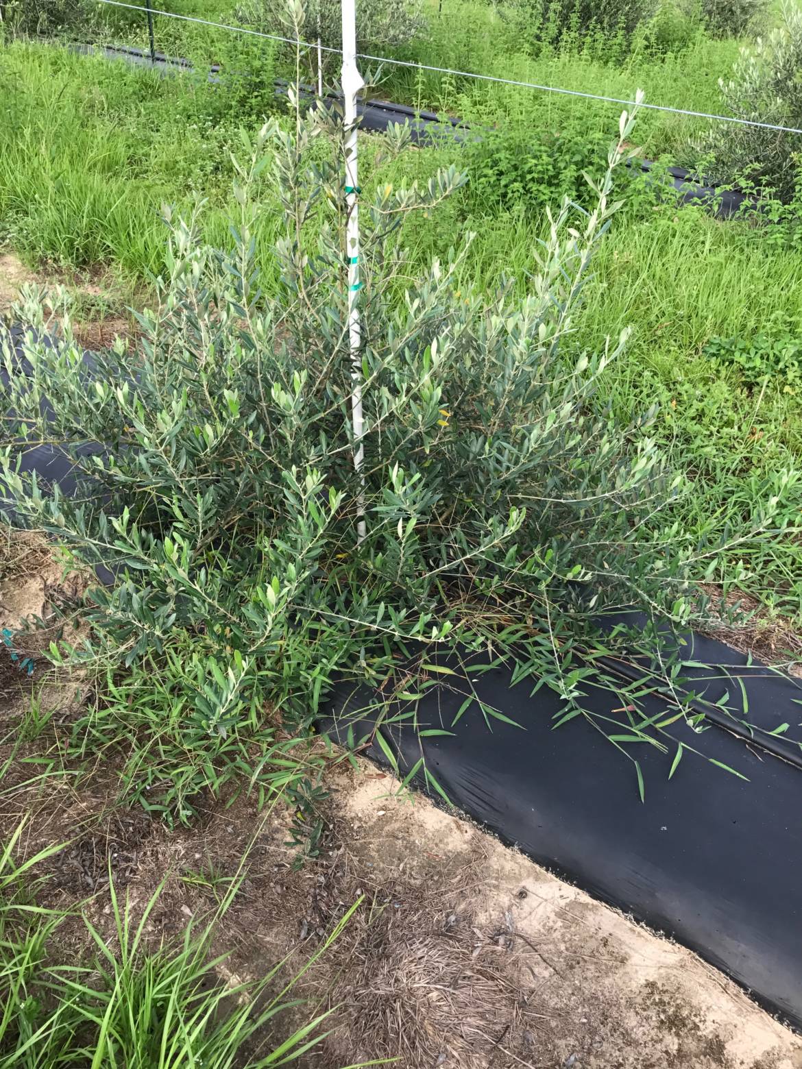 Aglandau-FOC0092-UF-IFAS-W-FL-Jul-2017-planted-2014.jpg