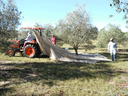 HarvestTractor_LS-2014.png