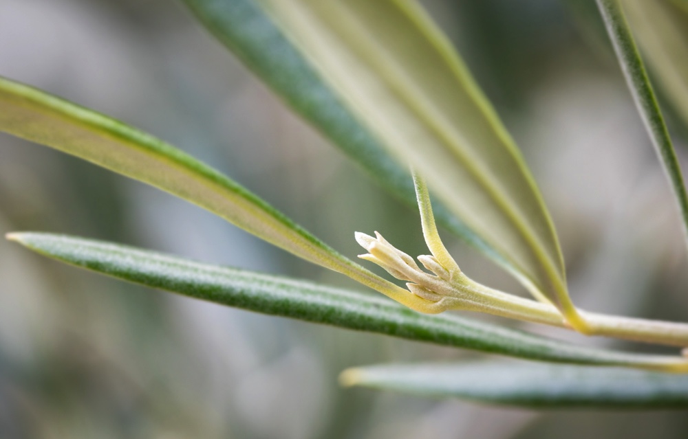 Olive-bloom-CU.jpg