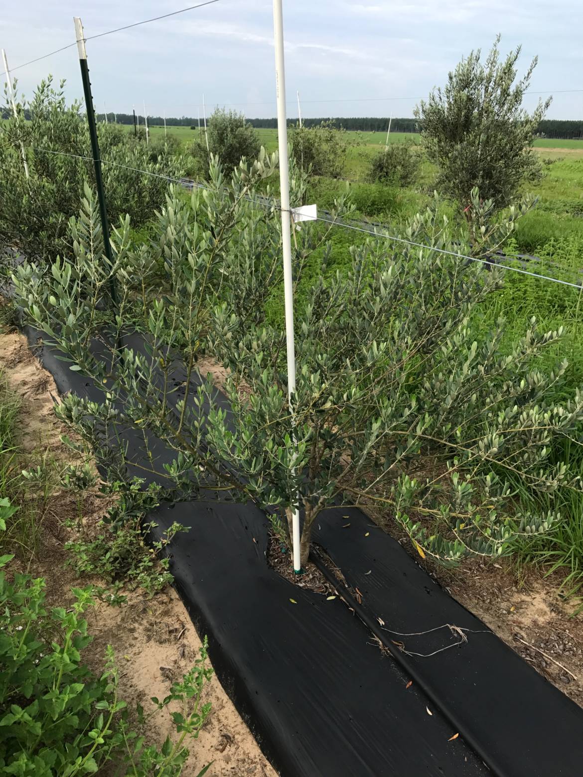 Taggiasica-Planted-4-2014-UF-IFAS-WFLJul2017.jpg