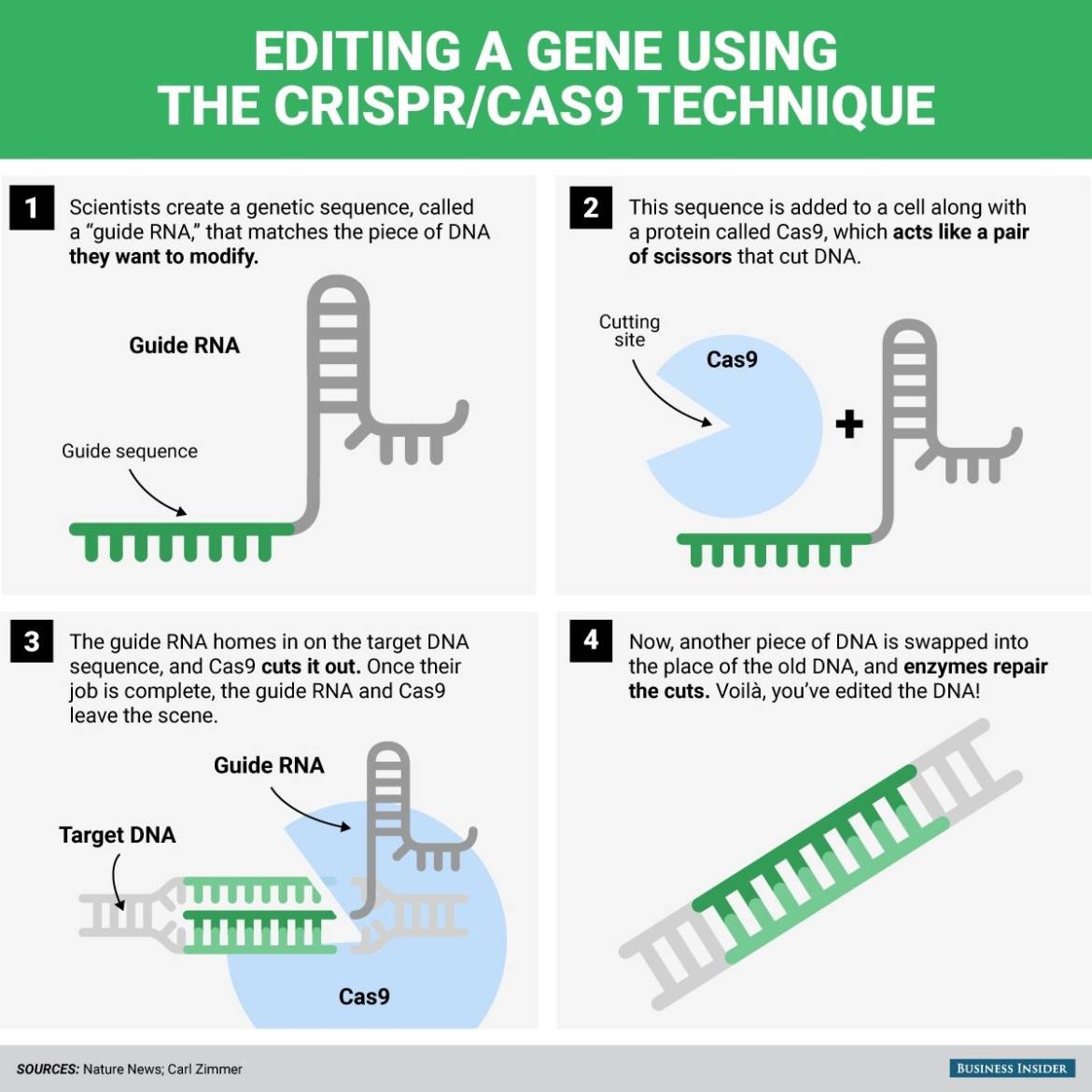 crispr-infographic.jpg