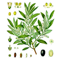 Olive_120x120.png