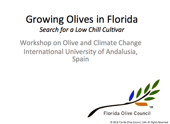 Growing-olive-in-FL-SS-.png