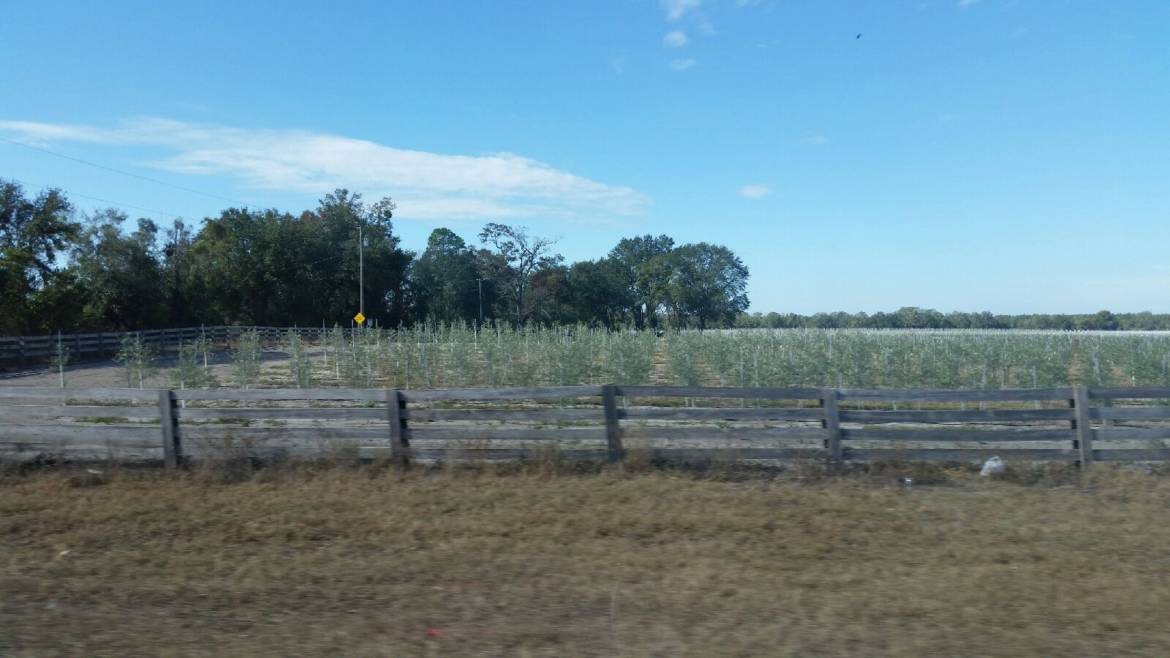 Olive-Grove-Trenton-FL.jpg