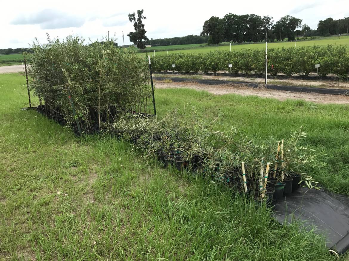 Olive-Trees-for-PickUp-Citra.jpg