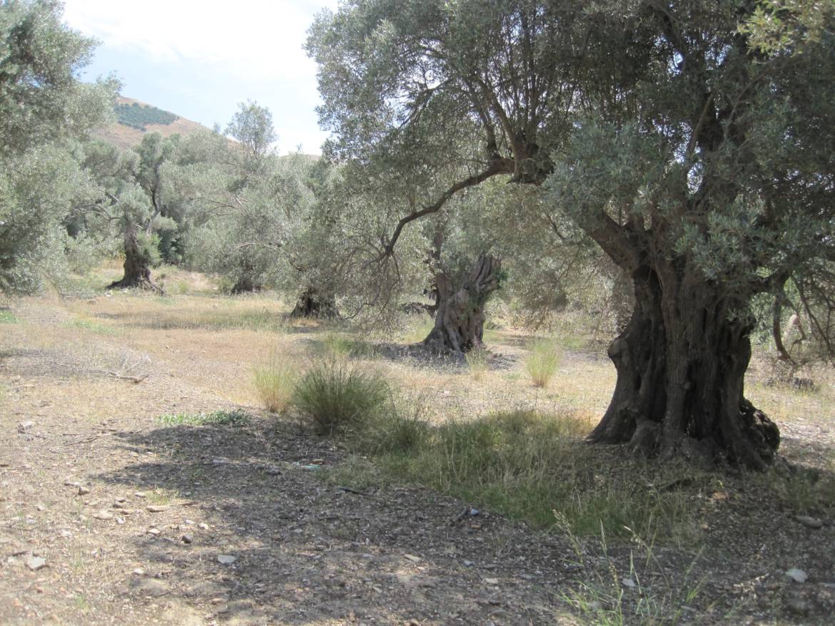 Crete-Old-Olive-Trees.jpg