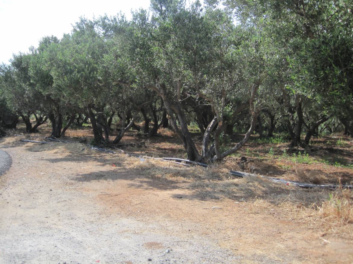 Crete-Row-of-Trees.jpg