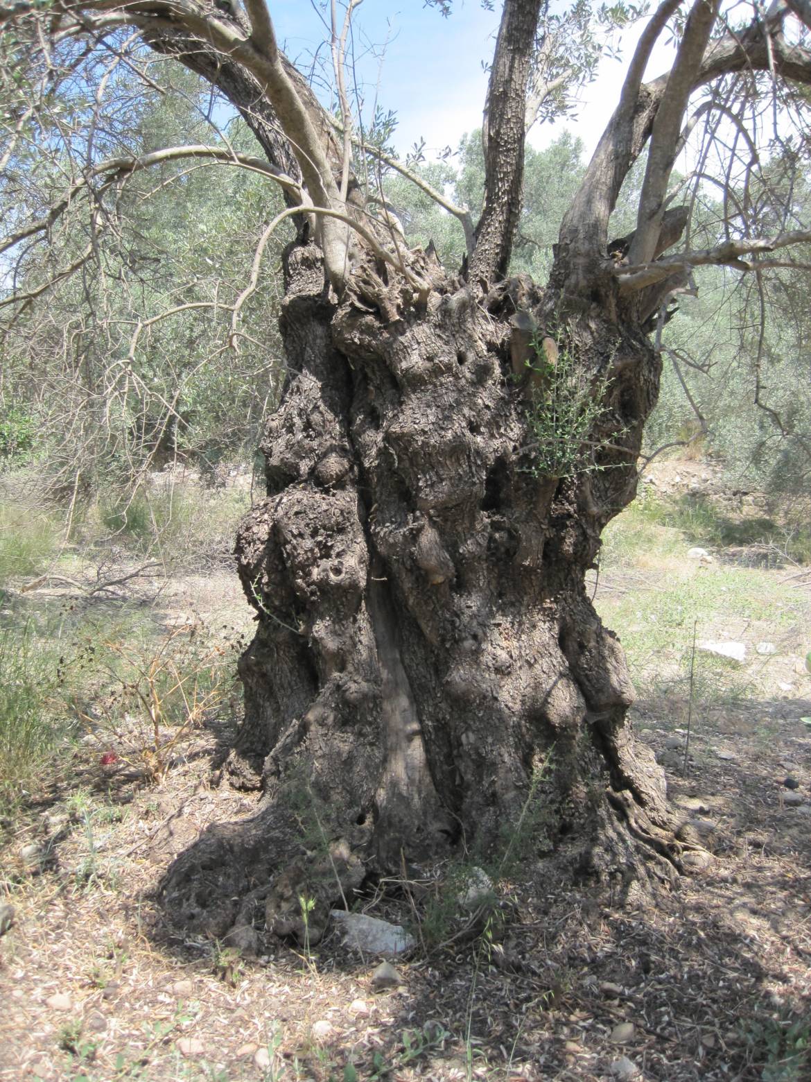 Crete-very-old-tree-pruned.jpg