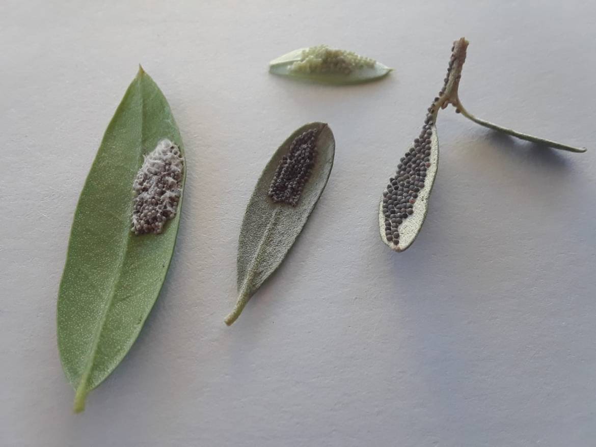 Army-worm-eggs-on-olive-leaf.jpeg